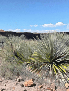 Apache Stronghold wins late reprieve as federal court halts transfer of sacred Oak Flat land to mining company pending Supreme Court review