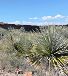 Apache Stronghold wins late reprieve as federal court halts transfer of sacred Oak Flat land to mining company pending Supreme Court review